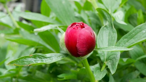 Wind gently moves the Red peony (Paeonia Officinalis) flower bud after rain , locals in Romania named it pentecostal rose, shallow depth of field.