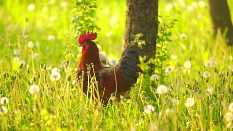 a rooster walks on the green grass