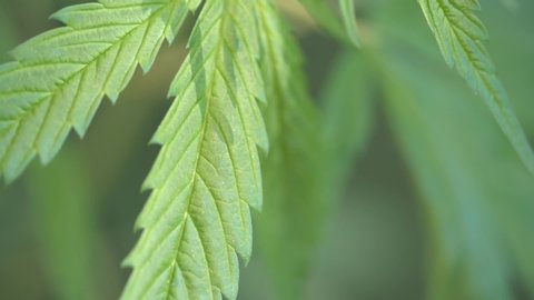 Moving hemp leaves close-up, marijuana plant