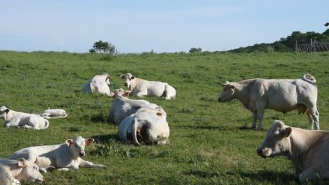 Charolais cows and calves in the field in Burgundy (France)