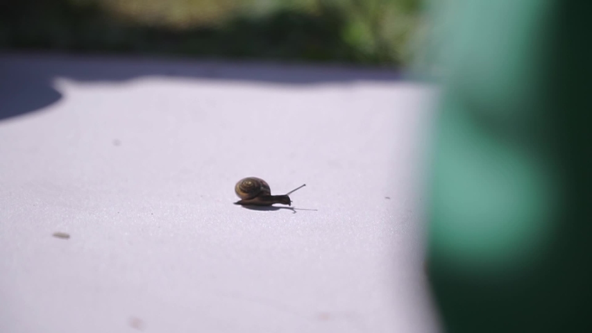 A small snail climbs on hand of the child
