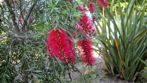 8K Melaleuca Citrina Flowers, Red Fruit From Australia, Also Known As Common Red, Crimson Or Lemon Bottlebrush. Close Up View - 8K UHD (7680 × 4320)