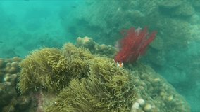 Underwater video of Anemone Clown fishes swimming between coral tentacles in a tropical habitat, Thailand, Asia