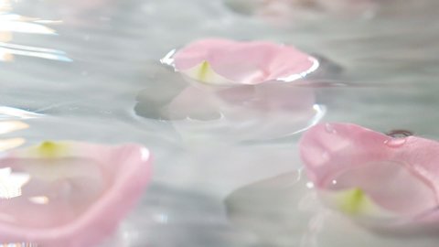 Rose petals floating in the water