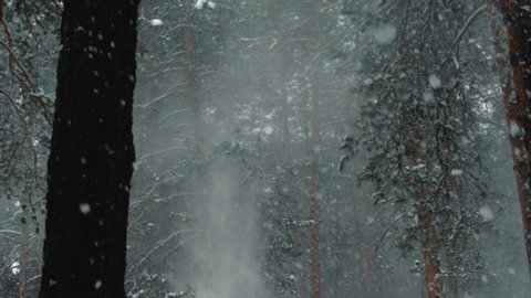 landscape of the winter forest with snowfall