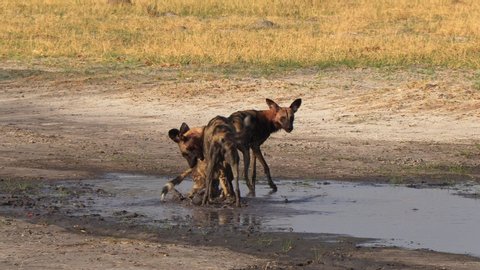 African wild dogs (Lycaon pictus) playing with puppies, Painted dogs in the African savanna, wild predators on a game drive in Botswana