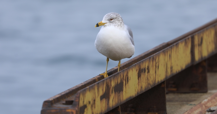 Ring Billed Gull Larus Delawarensis On の動画素材 ロイヤリティフリー Shutterstock