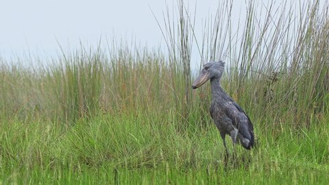 Shoebill stork (Balaeniceps rex) standing in the swamp and waiting for fish, avian wildlife of Africa, big bird footage