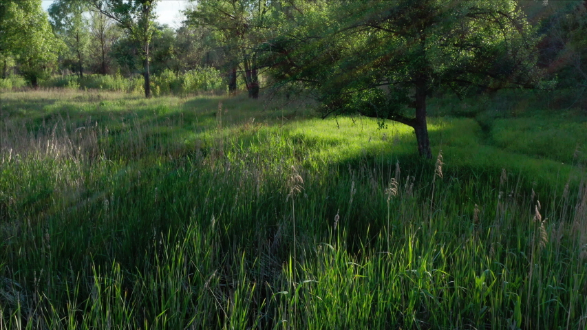 A swamp with green grass and trees. Aerial view. Wooded lake with reeds