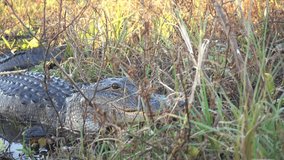 Moving Away From Head Of Alligator In Florida Swampland Marshes Bog
