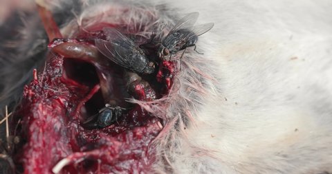 Dead mouse killed by a cat with open wound infested by flies