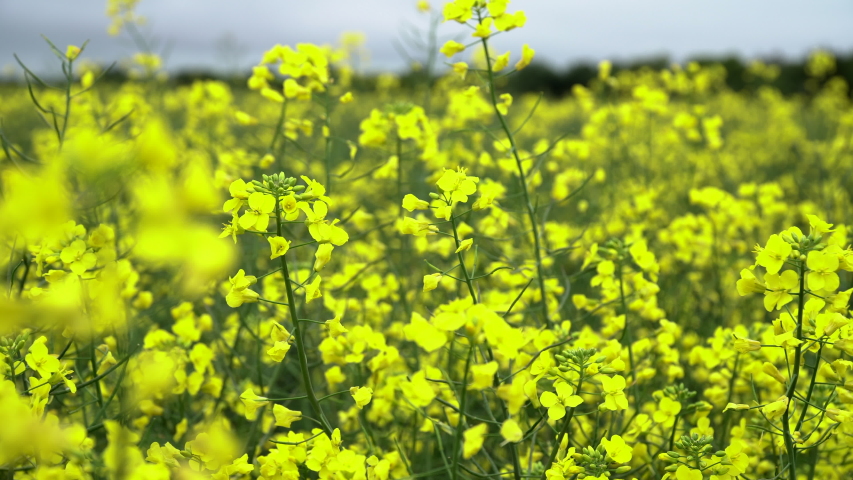 Yellow blooming canola field. Rapeseed in agricultural field, close up. Blooming rapeseed field. Rapeseed is grown for the production of animal feeds, vegetable oils and biodiesel. Royalty-Free Stock Footage #1053547952