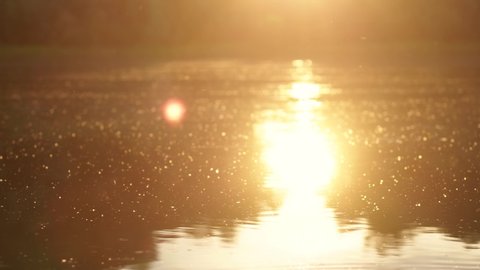 Beautiful peaceful sunset landscape natural 4k video background. Gold sunny water of river, sun light reflections on calm water, flying in air insects.