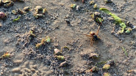wasp crawling on wet sand
