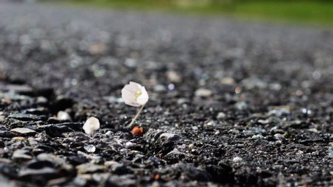 Two white flowers sprout through a crack in the asphalt, time lapse,close up.