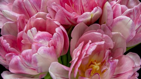 Beautiful Pink Tulip Flower background. Blooming roses flower open. Timelapse. Close-up of a bouquet of beautiful pink tulips.. Wedding backdrop, Valentine's Day concept. Springtime. Holiday