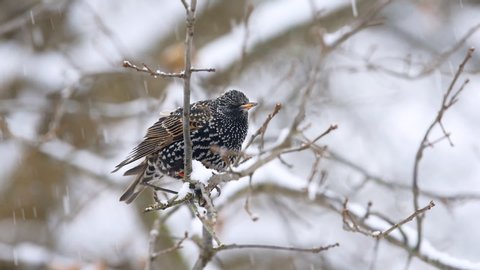 Seamless loop cinemagraph of European starling black spotted one bird sitting on bare tree branch during winter snow closeup in Virginia falling snowflakes in slow motion