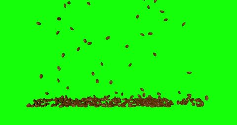 Roasted Coffee beans rain falling  and stacking floor on green screen or chroma key. Close up view. Breakfast beverage concept. Background for coffee shop. Slow motion 3d animation.