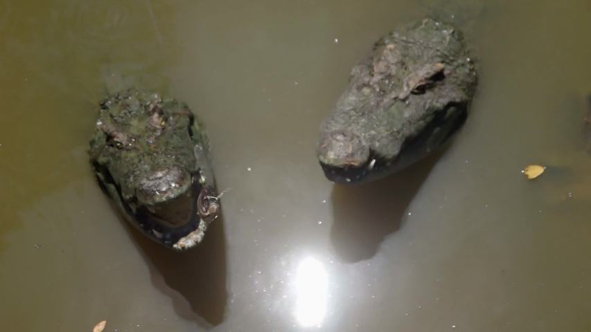 
Feeding the crocodiles with fishing rods. Many crocodiles eat dried fish.