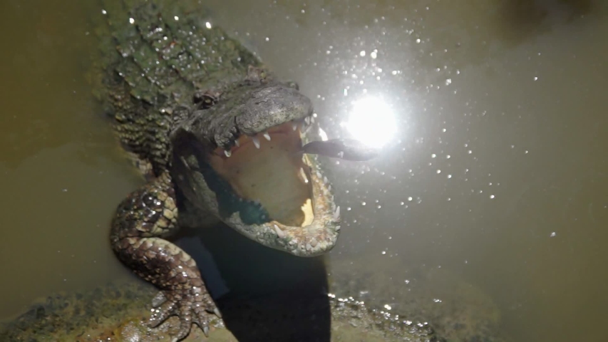 
Feeding the crocodiles with fishing rods. Many crocodiles eat dried fish.
