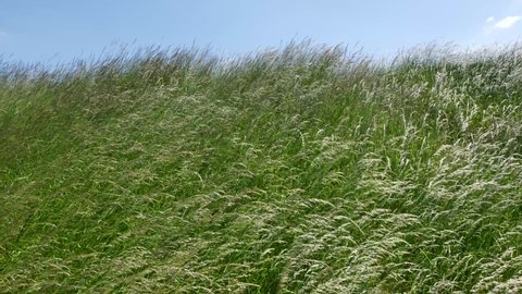 Selected focus, wind blowing across natural wild white and green Fountain Grass field on small hill in spring or summer season against sunny blue sky.