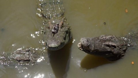 Feeding the crocodiles with fishing rods. Many crocodiles eat dried fish.