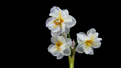 Narcissus. Blooming of beautiful white and yellow flowers on black background, Daffodil. Timelapse. 4K