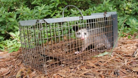 Possum in live humane trap. Trapped opossum marsupial. Pest and rodent removal cage. Catch and release wildlife animal control service.