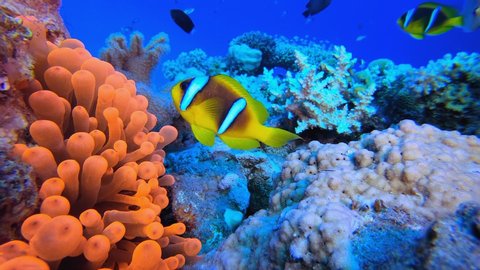 Colorful Garden Red Anemone. Underwater tropical clownfish (Amphiprion bicinctus) and sea anemones. Red Sea anemones. Tropical colorful underwater clown fish. Reef coral scene. Coral garden seascape. 