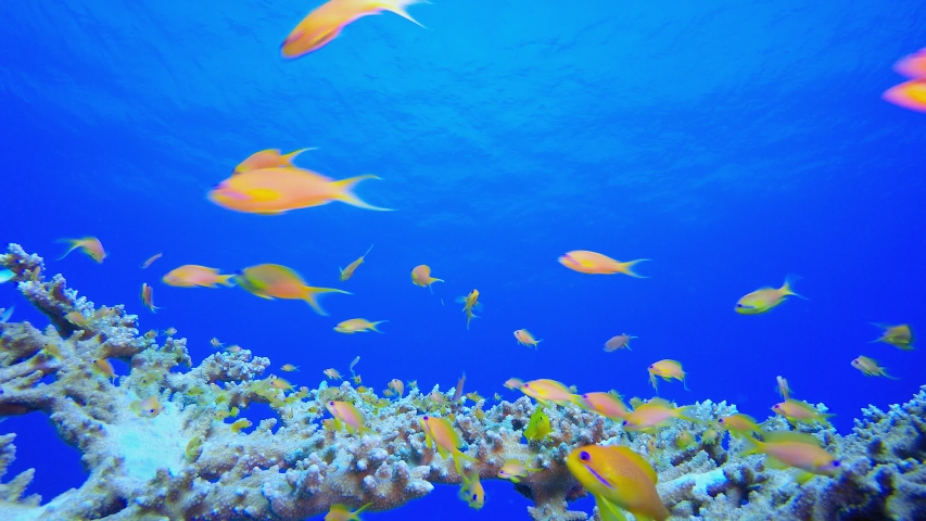 Coral Reef Fish Scene. Tropical underwater sea fish. Colourful tropical coral reef. Scene reef.  Marine life sea world. Underwater fish reef marine. Tropical colourful underwater seascape. 