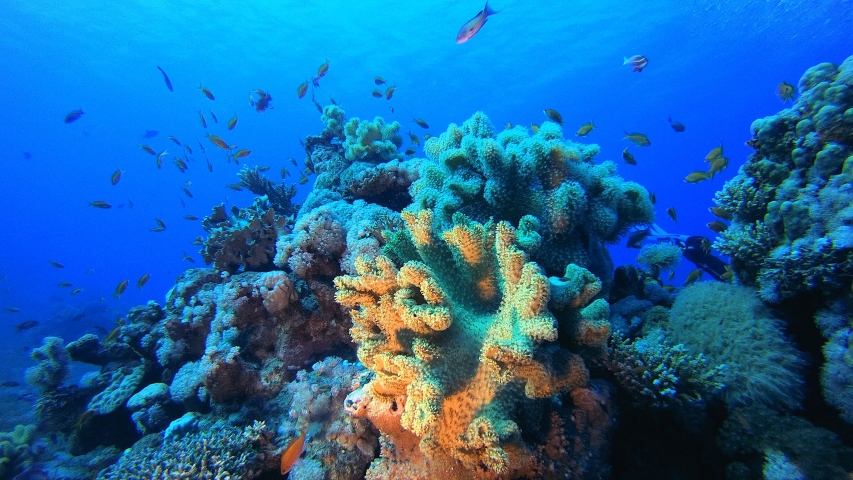 Coral Garden Marine Life. Underwater tropical colourful soft-hard corals seascape. Underwater fish reef marine. Tropical colourful underwater seascape. Reef coral scene. Coral garden seascape. Royalty-Free Stock Footage #1053568775