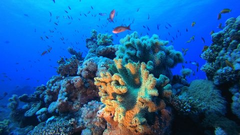 Coral Garden Marine Life. Underwater tropical colourful soft-hard corals seascape. Underwater fish reef marine. Tropical colourful underwater seascape. Reef coral scene. Coral garden seascape.