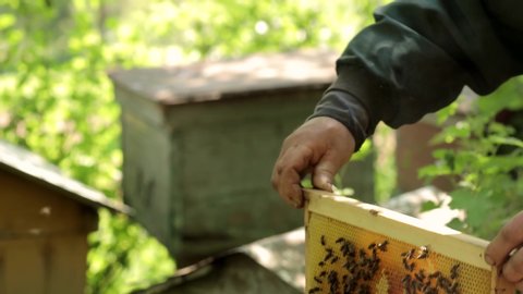 The beekeeper holds a honey frame with bees in hands. Beekeeper at work, removing excess honeycombs.