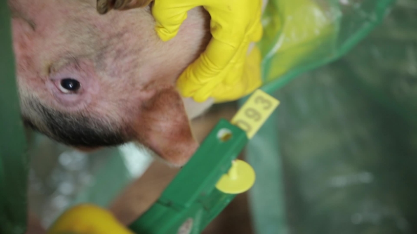 Close up of farmer getting piglet tagged after vaccine. Small pig with tag in ear on livestock farm