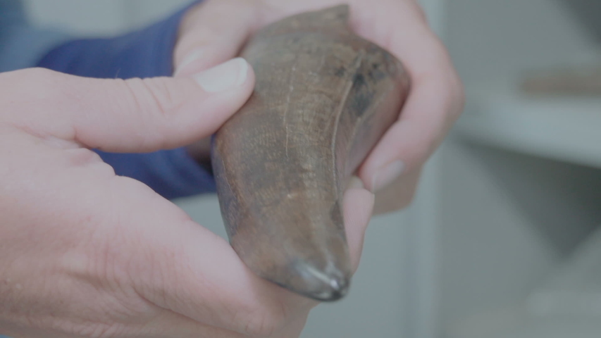 the real tooth of Scotty the T rex which is the biggest in the world
