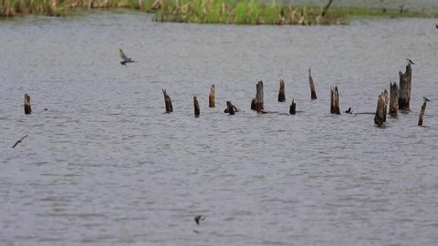 Swallows hunting on a lake