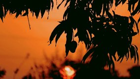 Mango fruit and tree with sunset,mango orchard and mango tree ready to harvest,selective focus without noise,mango fruit in a garden,collecting mango fruit hanging at tree,