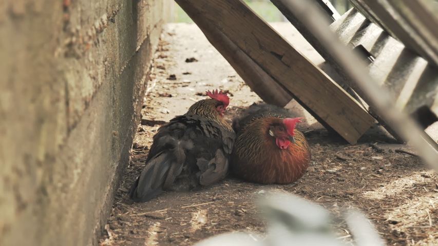 Chickens in the shade image - Free stock photo - Public Domain photo