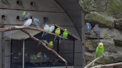 Budgerigar Parrots staying on a branch with a cage behind them