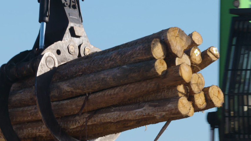 Log being. Harvesting of ship Timber in England.