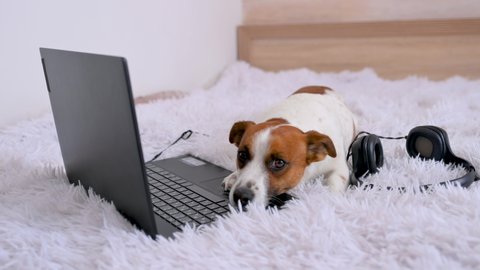 A cute little dog of breed Jack Russell Terrier is lying and resting on the bed at home with a laptop. Freelancer working from home. Cozy Hygge Lifestyle. Dog and business concept