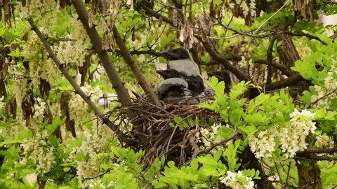 Spring young fledglings of birds Corvus cornix sit in a nest on an acacia Robinia pseudoacacia in the foothills of the North Caucasus
