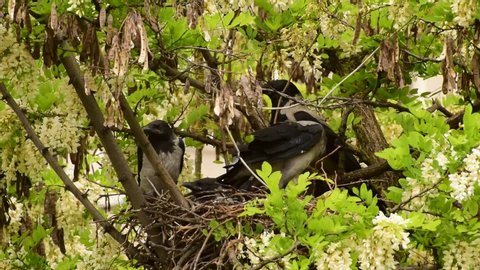 Spring young fledglings of birds Corvus cornix in a nest in the foothills of the North Caucasus