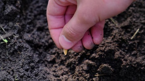 Farmer or gardener sows seeds in the soil, close-up
