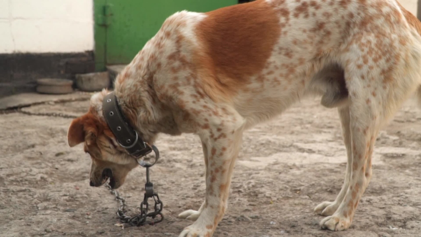 A dog on a chain is eating. Slow motion.