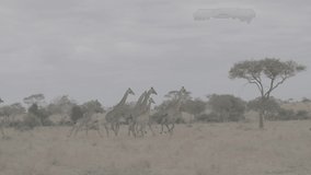 African wildlife footage in natural enviroment