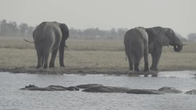African wildlife footage in natural enviroment