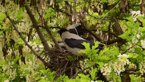 Spring gray fledglings of birds Corvus cornix in a nest on an acacia Robinia pseudoacacia in the foothills of the North Caucasus

