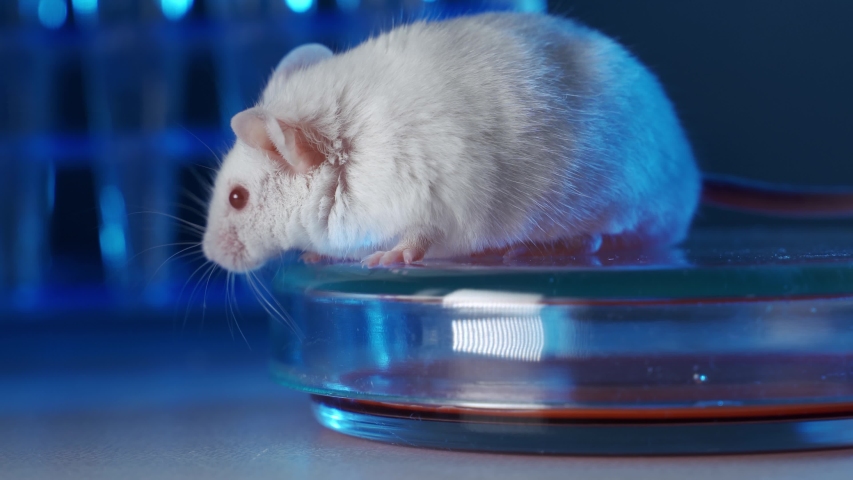 Lab mouse. Lab mice.