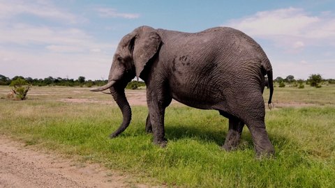 Large mature elephant with long tusks grazing beside a road ignores passing car. South Africa landscape on the savannah with endangered species. Vehicle photo safari. TRACKING: film stockowy